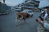 街中には野良牛がのんびり歩いています。